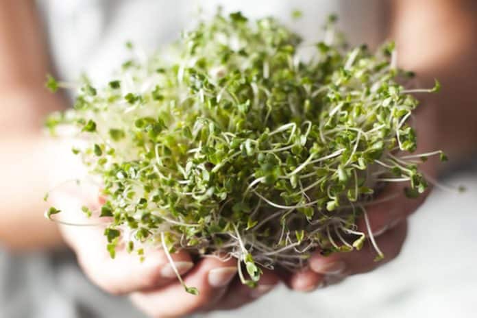 A close-up image of broccoli microgreens held in hands