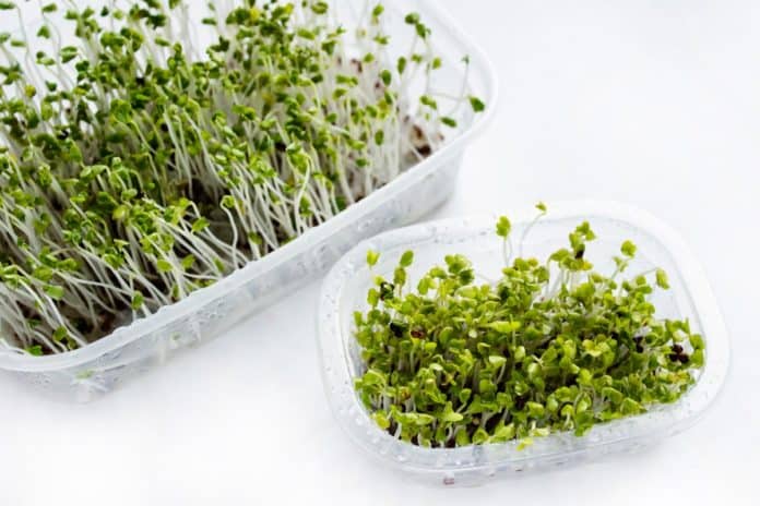 Microgreens in plastic trays
