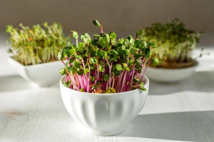 A close-up image of radish china rose microgreens in a cup