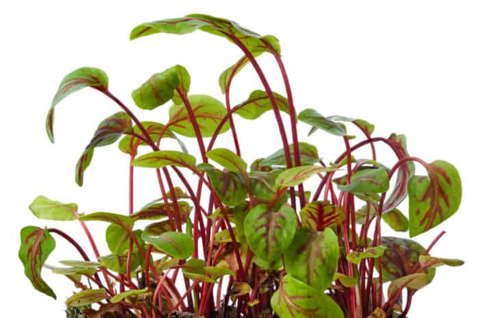 A close-up image of Red Veined Sorrel