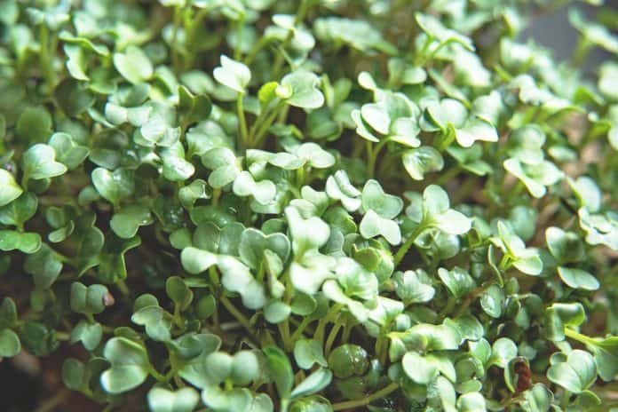 A close-up image of rucula microgreens