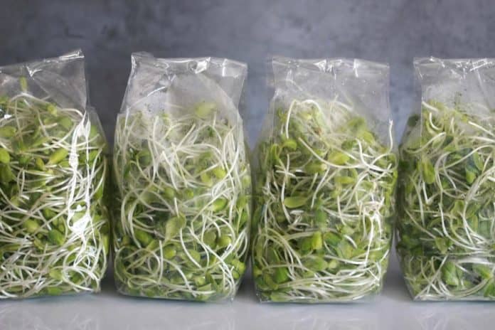 Microgreens in plastic bags