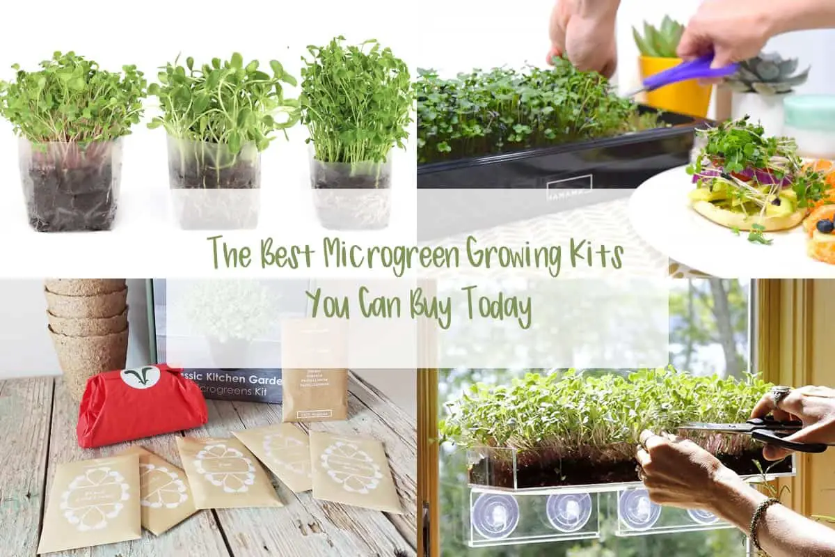 Window Garden Indoor Broccoli Microgreens Seed Starter Vegan Growing Kit Includes Seeds Add Water and Grow Vegetables for Healthy Salads 3qts Organic Fiber Potting Soil and Pop-Up Bag