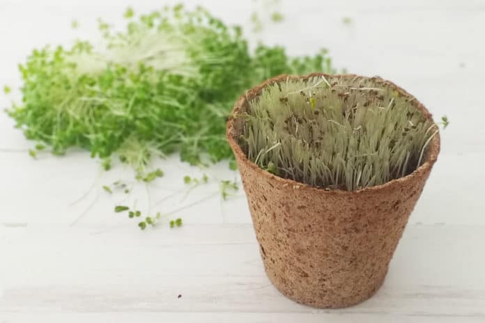 Harvested microgreens on a table