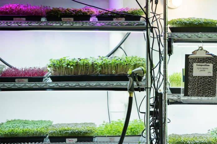 Various microgreens in trays on shelves
