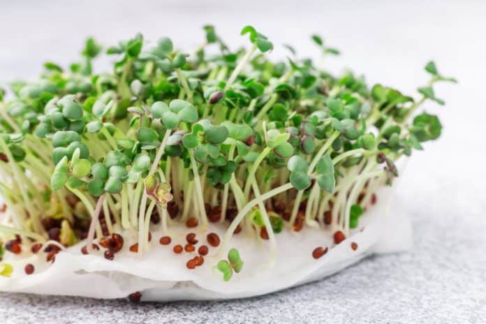 Closeup of microgreens