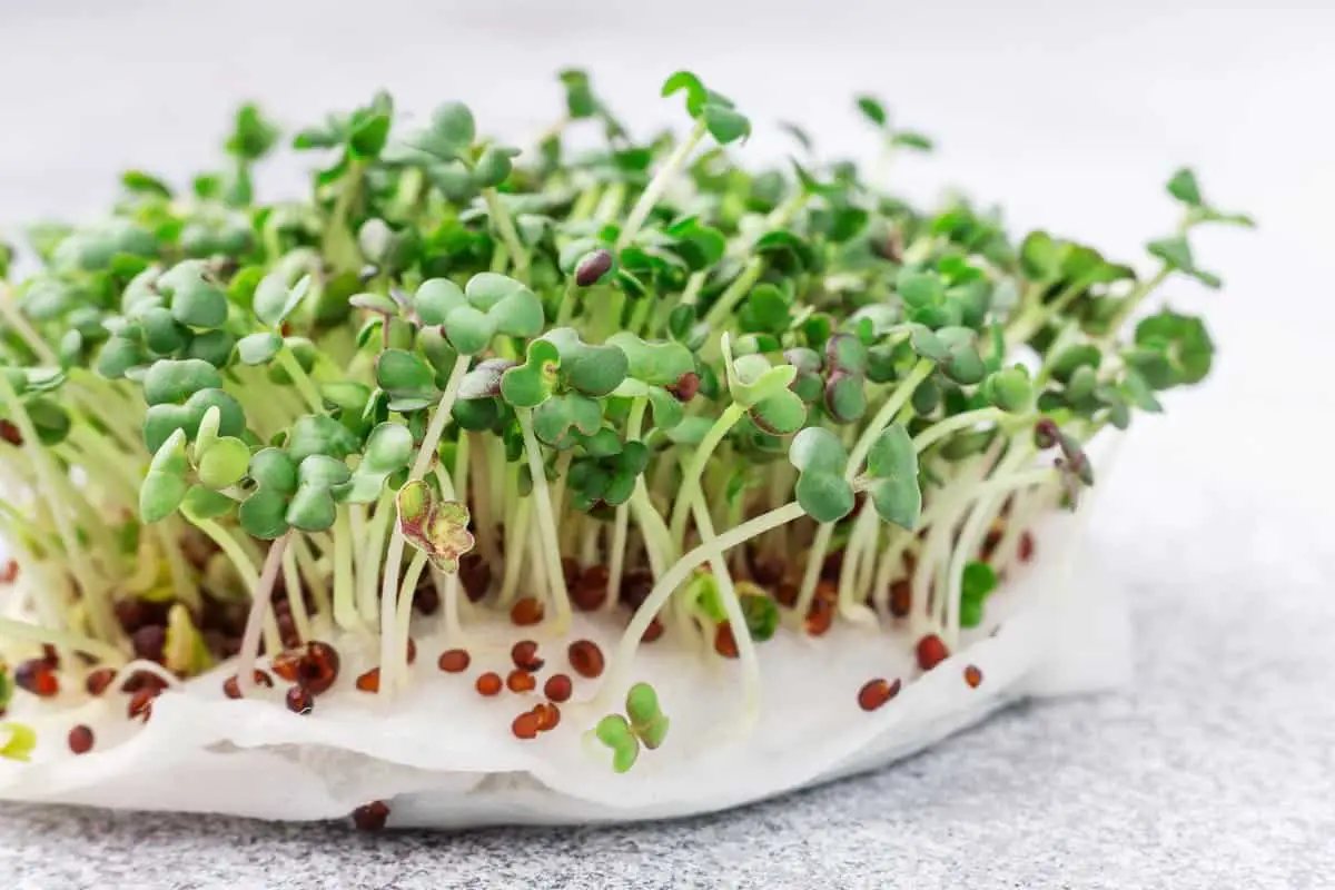 How To Grow Microgreens In Water The Ultimate Guide