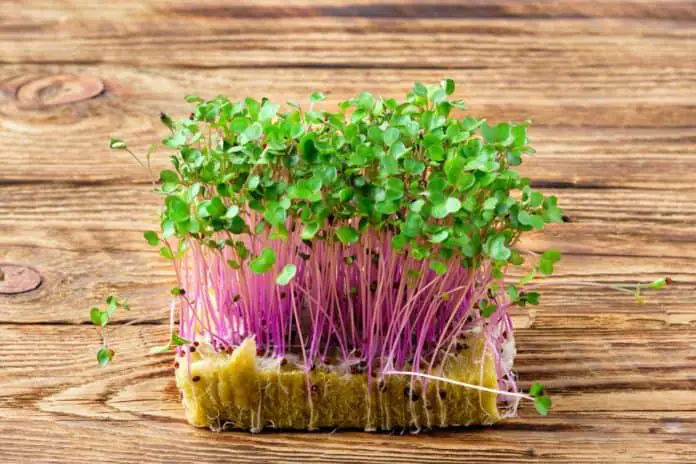 Beautiful kohlrabi microgreens in a growing mat