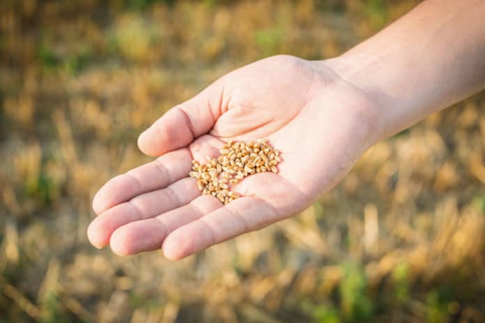 Seed laying in a hand