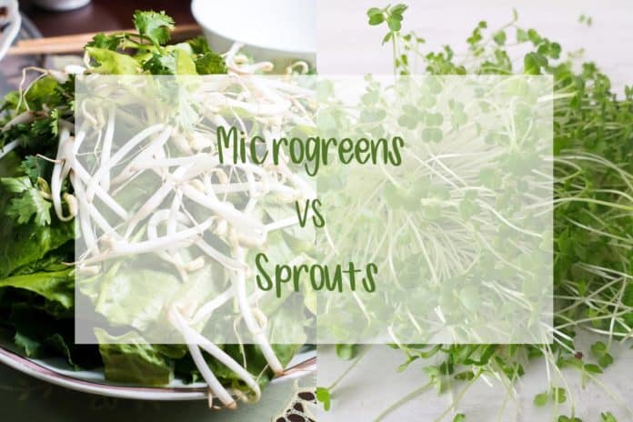 Collage image with microgreens and sprouts