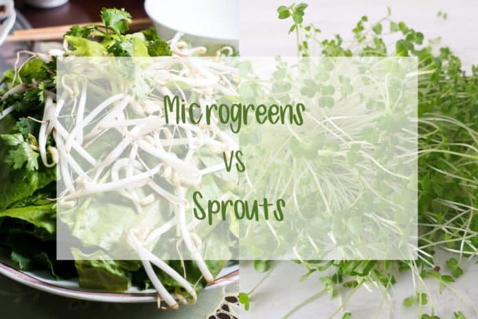 Collage image with microgreens and sprouts