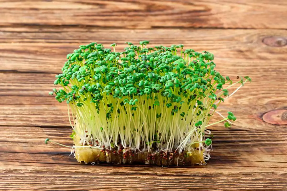 Mustard microgreens on a wooden table