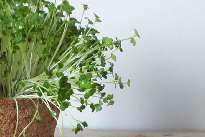 Closeup of microgreens wilting