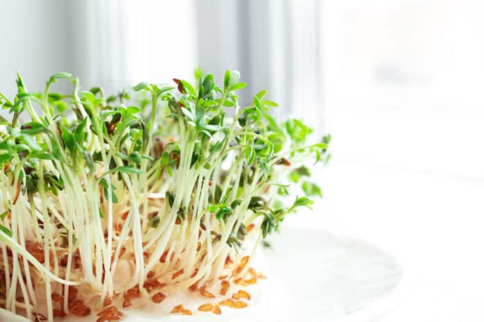 Closeup image of microgreens