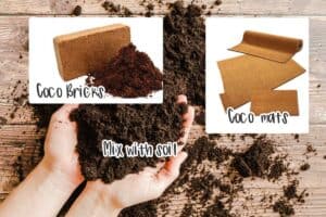 coir microgreens