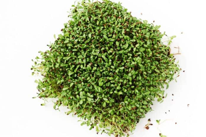 alfalfa microgreens from above