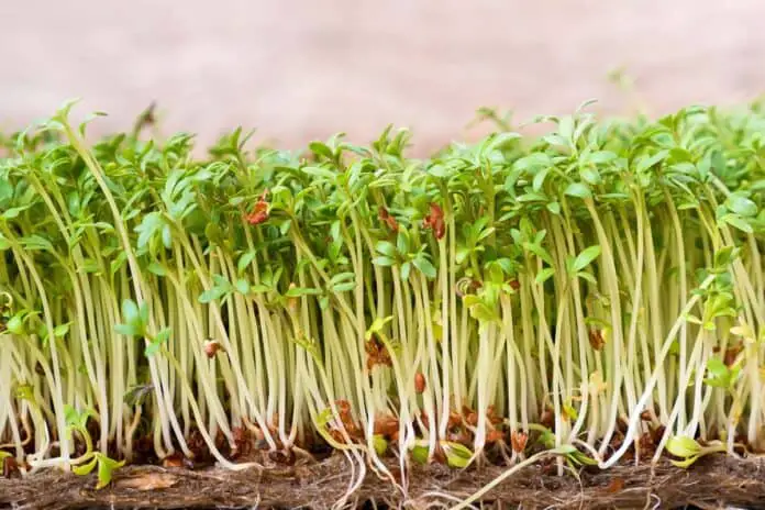 Closeup image of watercress