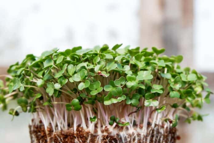 Closeup of brussels sprouts microgreens