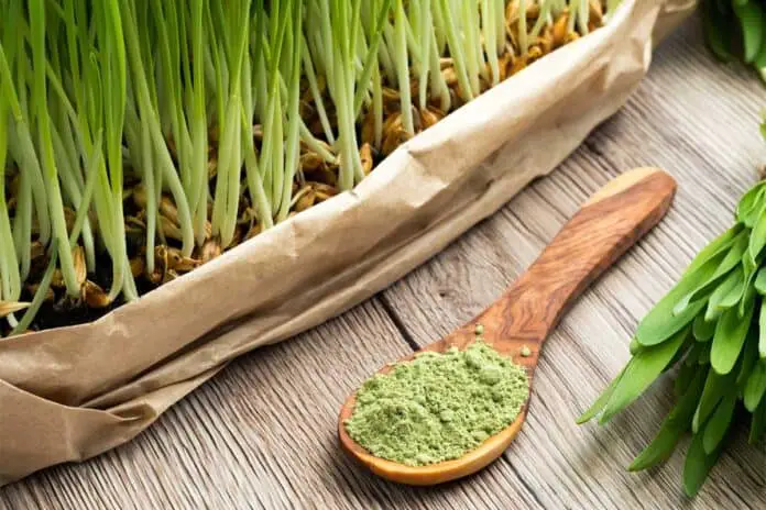 microgreen powder on a wooden spoon