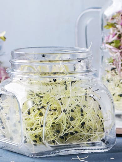 Sprouts in a jar