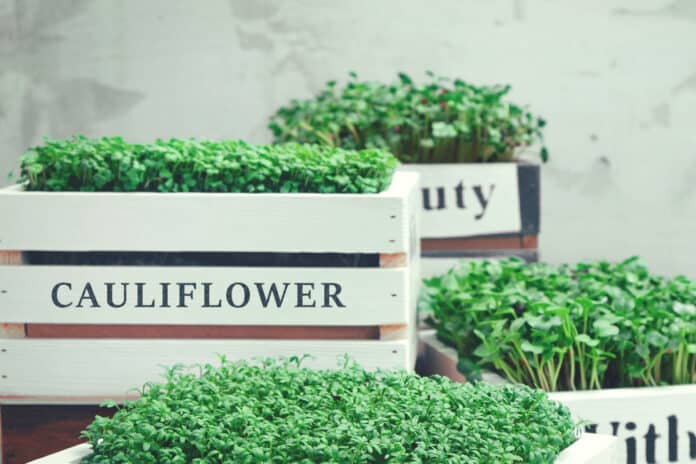 Cauliflower microgreens in a wooden box