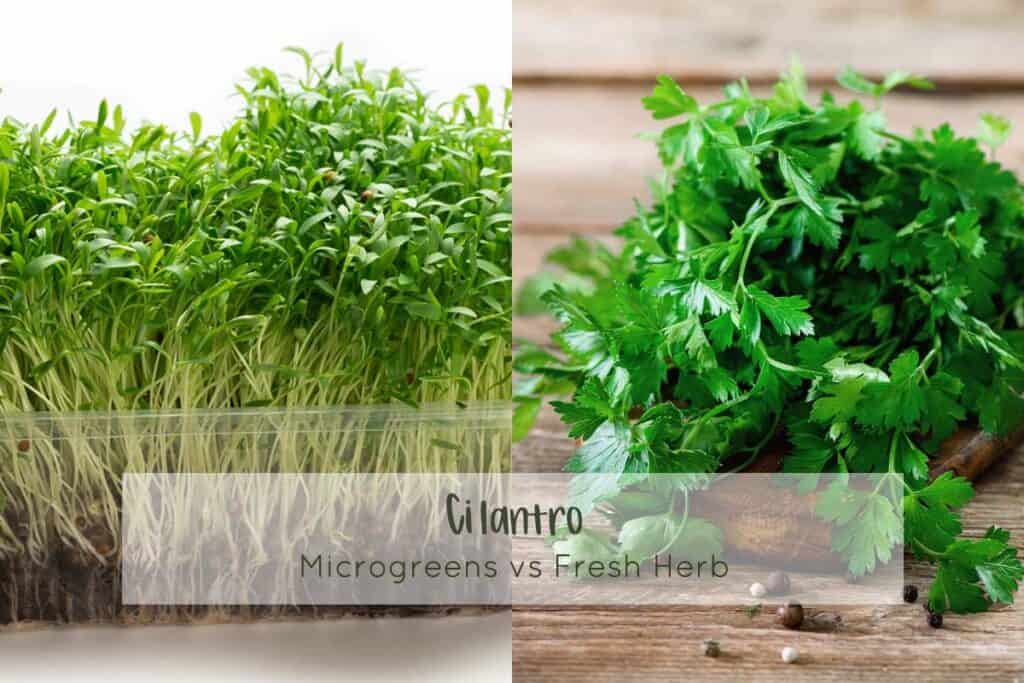 Microgreen cilantro vs full grown