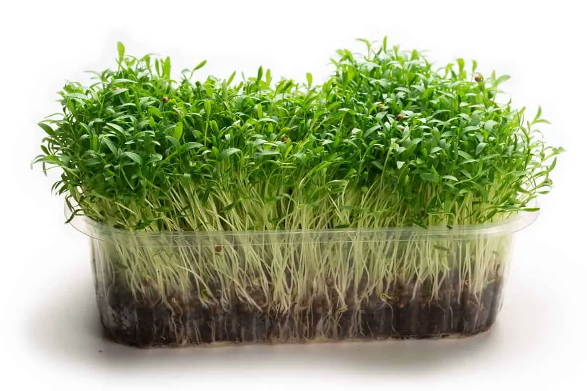 cilantro microgreens