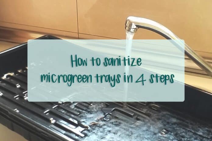 Microgreen tray in a sink filled with water
