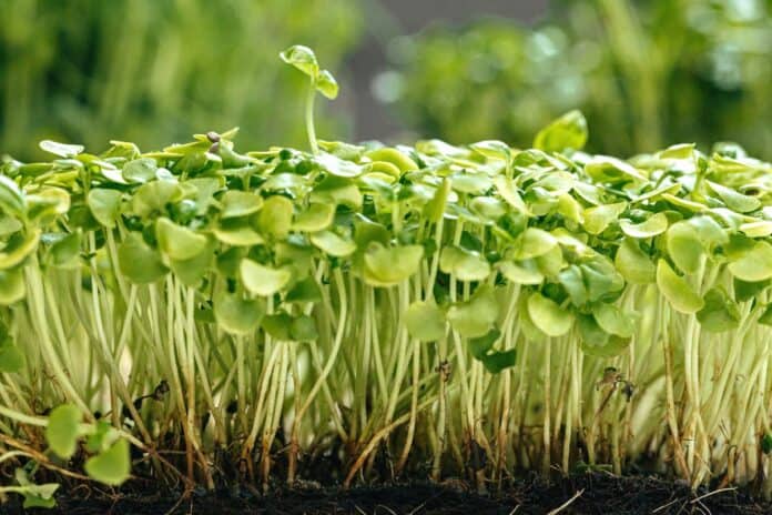 Microgreen kale