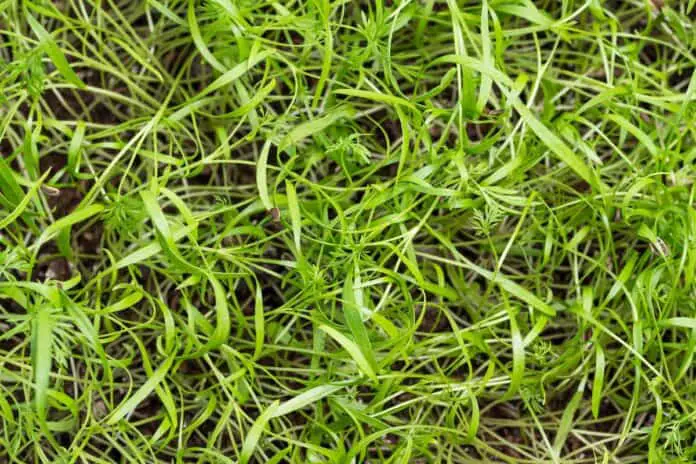 Dill microgreens