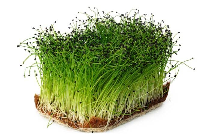 Microgreen Onion