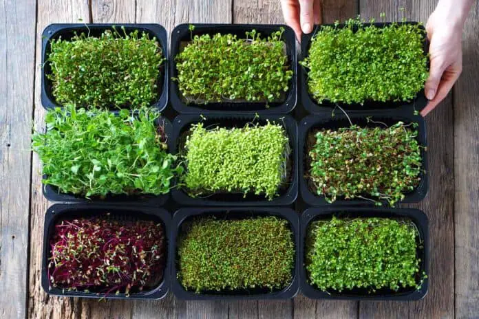 9 containers with different types of microgreens