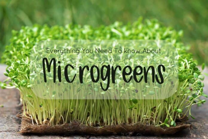 Close up of microgreens