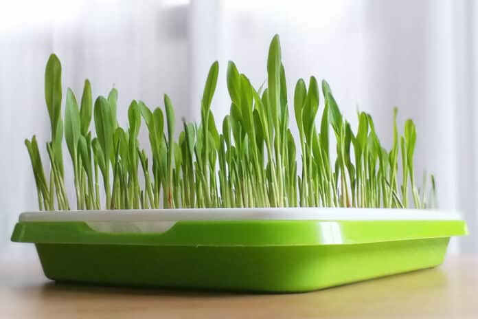 Corn microgreens in a green and white tray