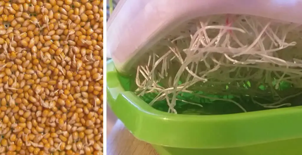 Corn microgreen roots showing below a tray