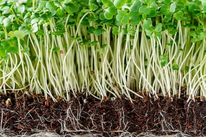 Microgreens in soil