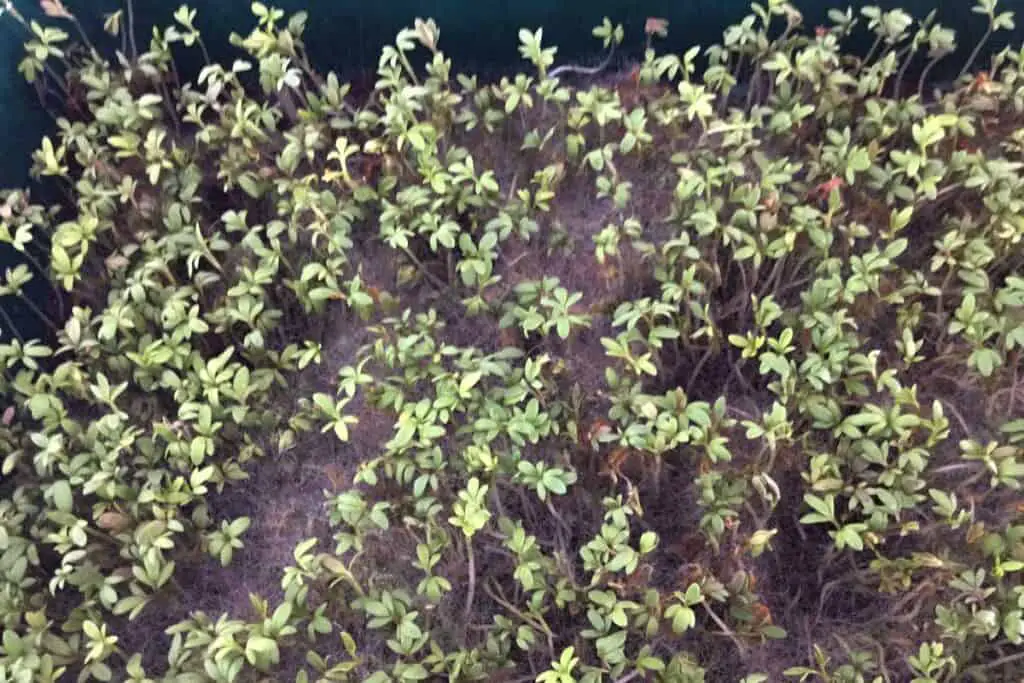 Mold in microgreens