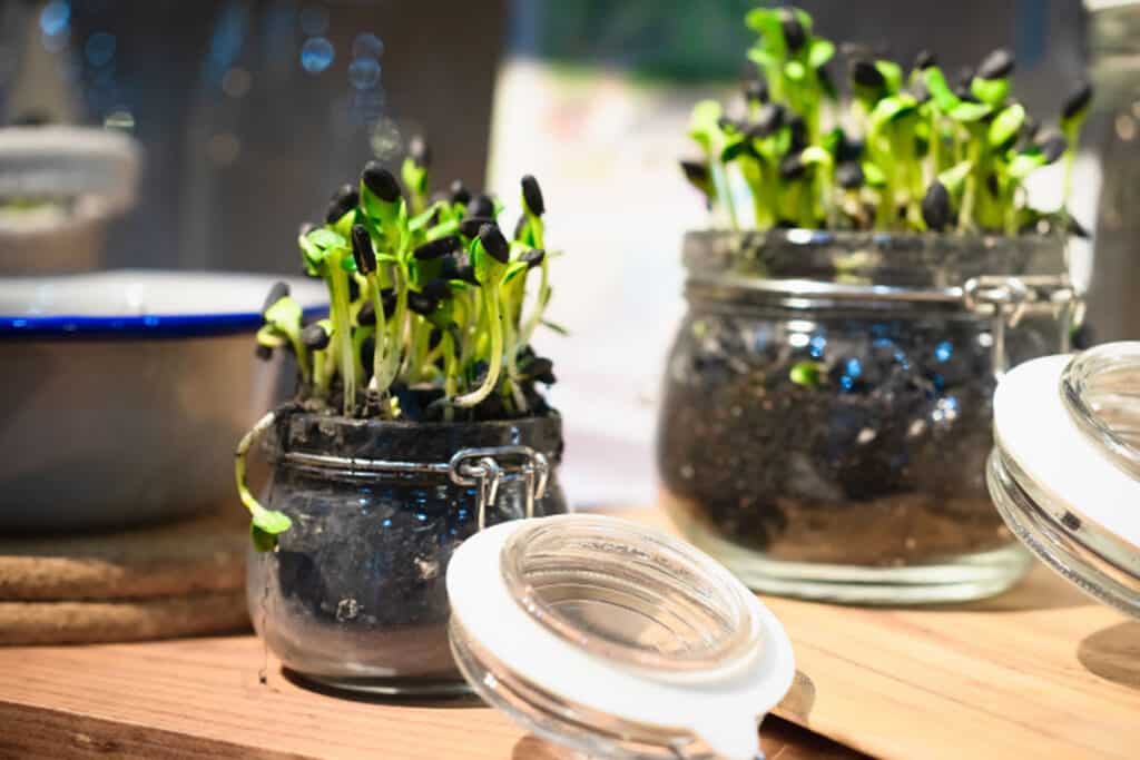 microgreens jar jars grow mason glass complete guide marmalade recycled grown should