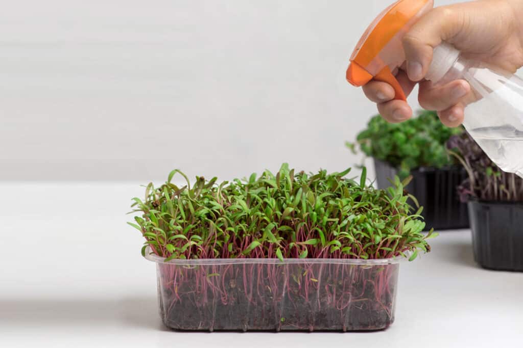 Watering microgreens with spray bottle from top down