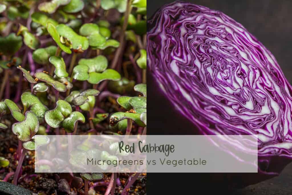 Split image with red cabbage microgreens and full-grown plant