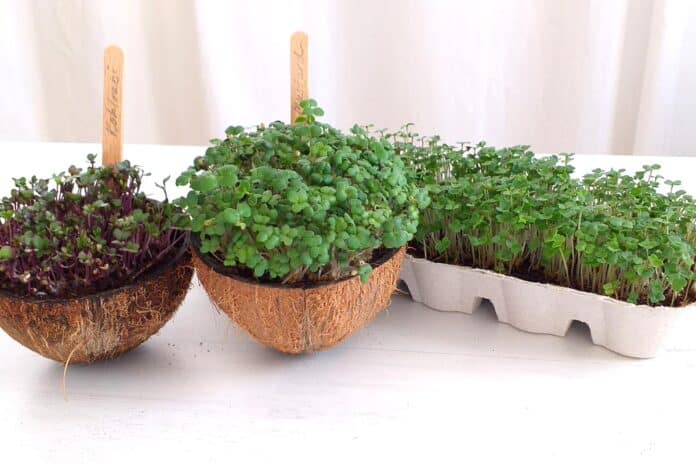 Microgreens in egg carton and coconut shells
