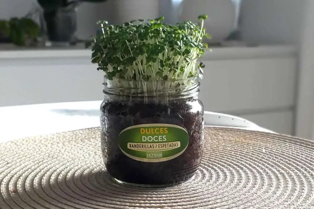 Microgreens growing in a jar