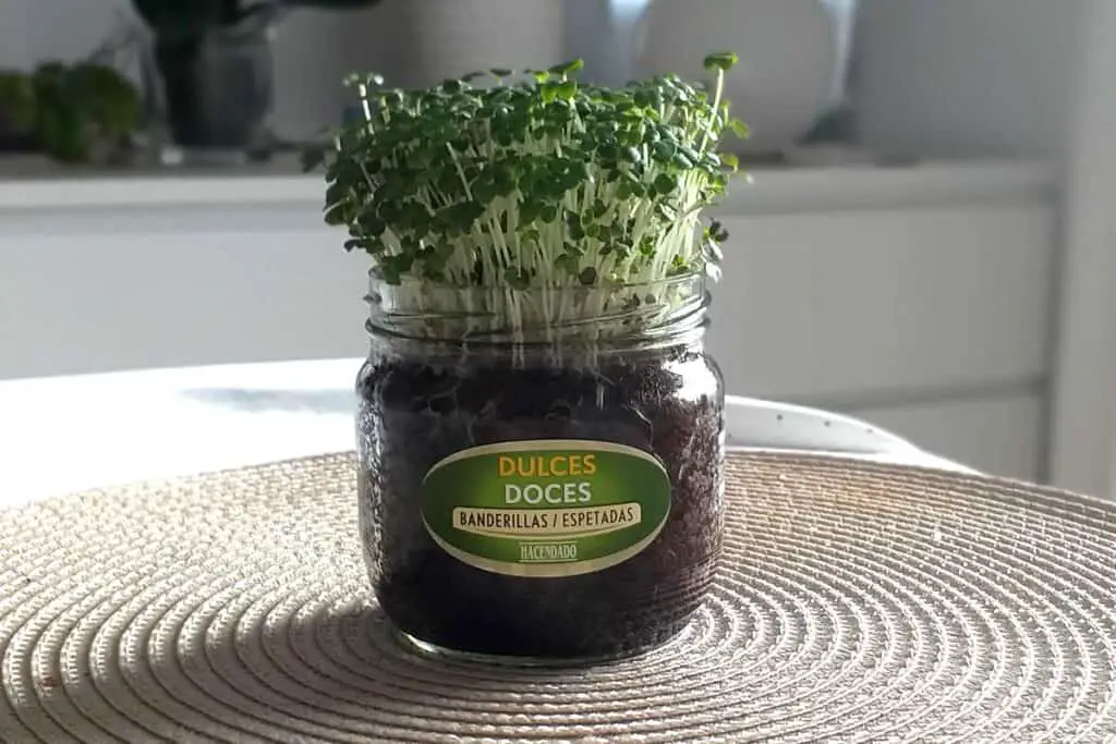Alternative Containers for Growing Microgreens Microgreens growing in a jar