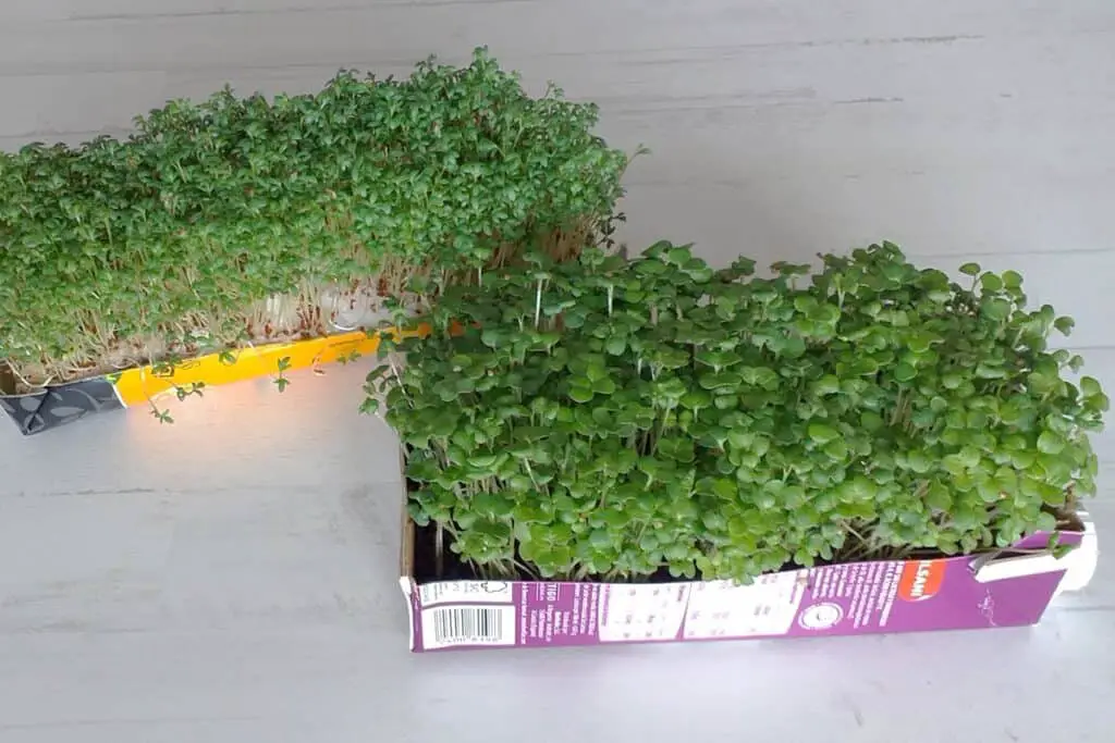 Microgreens in juice and milk cartons