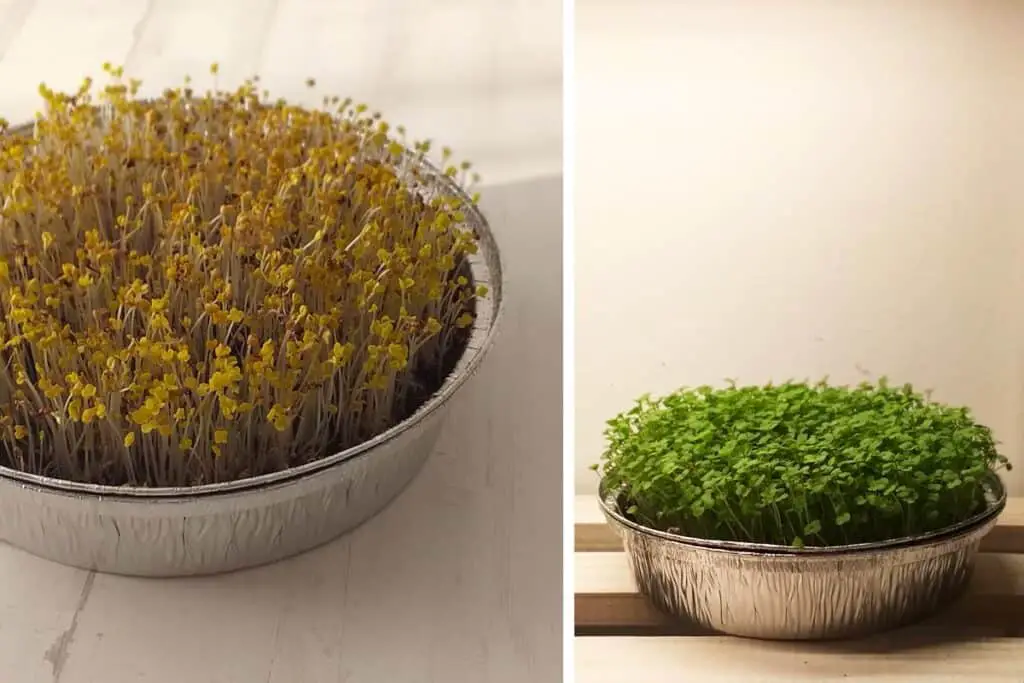 Microgreens in aluminum pie tins