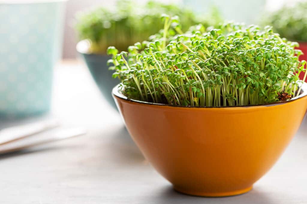 Microgreens in a ceramic bowl