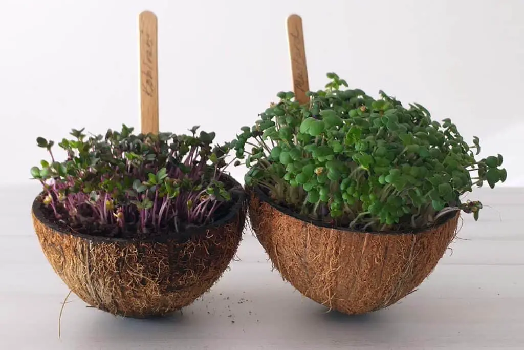 Alternative Containers for Growing Microgreens Microgreens in coconut bowls
