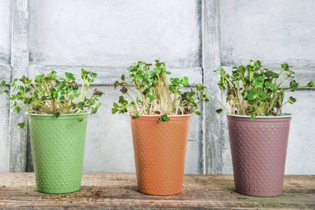 Microgreens growing in to-go coffee cups