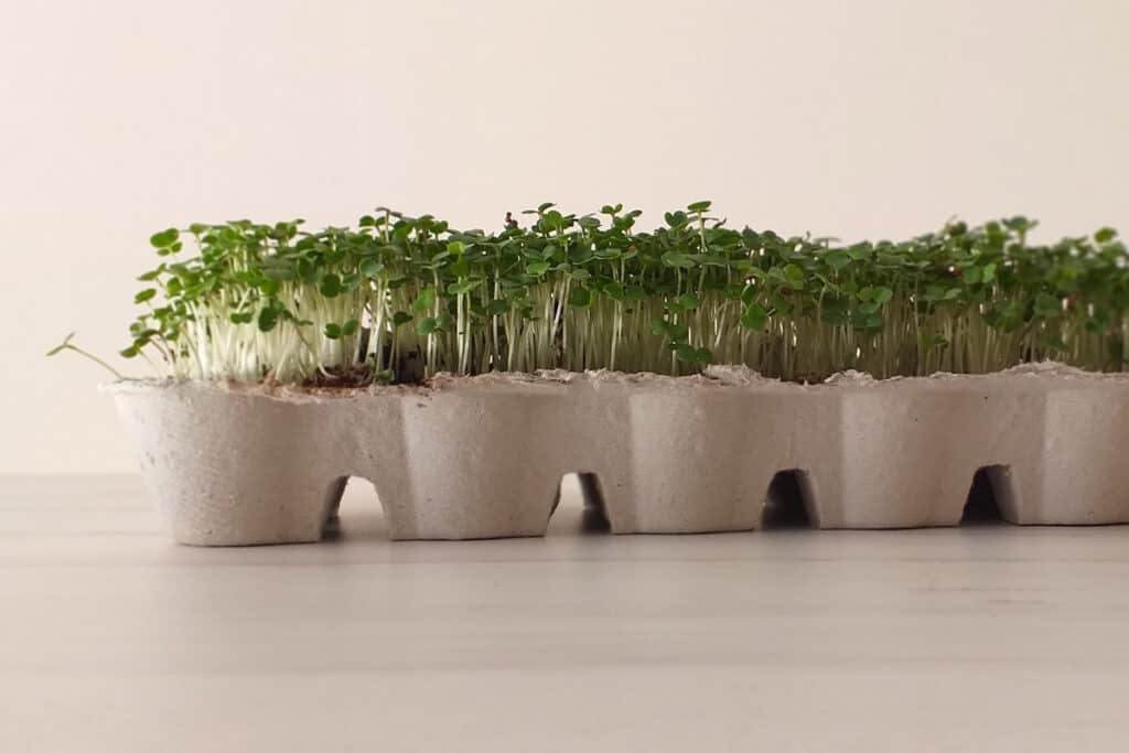 Microgreens in an egg carton