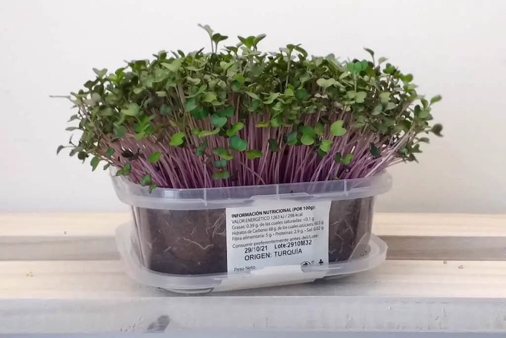 Microgreens in a food plastic container